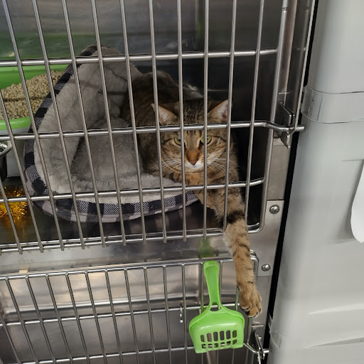 Pet Supply Store «PetSmart», reviews and photos, 1276 Bald Hill Rd, Warwick, RI 02886, USA