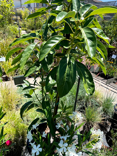 Plant Nursery «San Gabriel Nursery & Florist», reviews and photos, 632 S San Gabriel Blvd, San Gabriel, CA 91776, USA