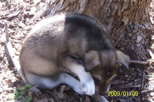 Pet Supply Store «Pet Supplies Plus», reviews and photos, 4100 Legacy Dr Suite 402, Plano, TX 75024, USA