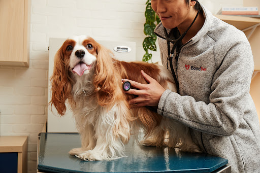 Bond Vet - Montclair image