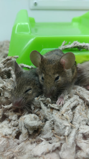 Pet Supply Store «Petco Animal Supplies», reviews and photos, 1203 SE Everett Mall Way f, Everett, WA 98208, USA