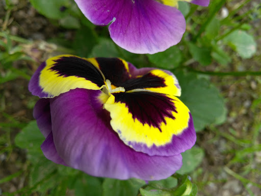 Gun Shop «Davis Shooting Sports», reviews and photos, 1230 Pulaski Hwy, Goshen, NY 10924, USA