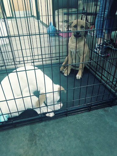 Pet Supply Store «PetSmart», reviews and photos, 1945 Pavilion Way, Lexington, KY 40509, USA