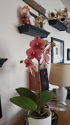 Orchid Grower «Orchid Dynasty», reviews and photos, 959 900 S, Salt Lake City, UT 84105, USA