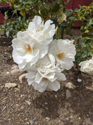 Family Restaurant «Kountry Folks Homestyle Restaurant», reviews and photos, 3653 La Sierra Ave, Riverside, CA 92505, USA