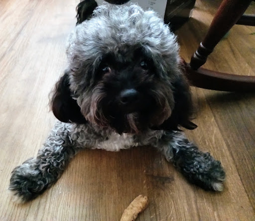 Pet Supply Store «Fetch Pet Supplies & Gifts», reviews and photos, 1332 E Republic Rd, Springfield, MO 65804, USA