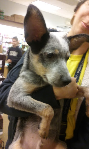 Pet Store «Gentle Jungle Pet Store», reviews and photos, 470 Lewis Ave, Meriden, CT 06451, USA