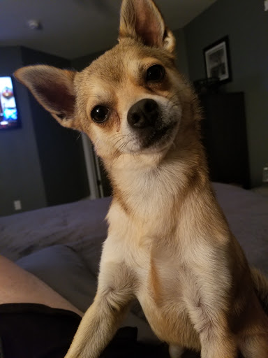 Pet Supply Store «Petco Animal Supplies», reviews and photos, 390 East 525 North, Harrisville, UT 84404, USA