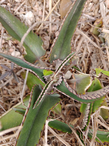 Park «Harlingen Thicket», reviews and photos, 311 E Tyler Ave, Harlingen, TX 78550, USA