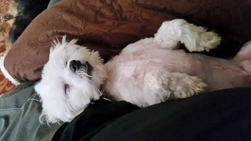 Pet Supply Store «Pet Supplies Plus», reviews and photos, 7570 Pearl Rd, Middleburg Heights, OH 44130, USA