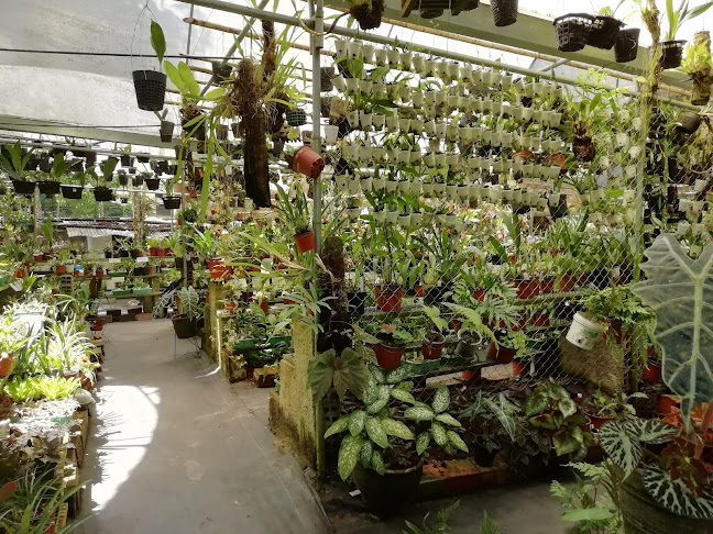 Opiniones de Orquídeas Amazónicas Tarapoto en Tarapoto - Centro de jardinería