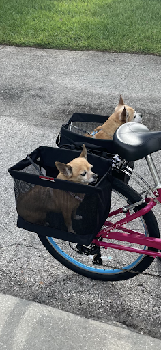 Sporting Goods Store «Evolve Bicycles», reviews and photos, 13 Blake Blvd, Celebration, FL 34747, USA