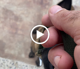 Marco Ledezma Adiestrador Canino photo