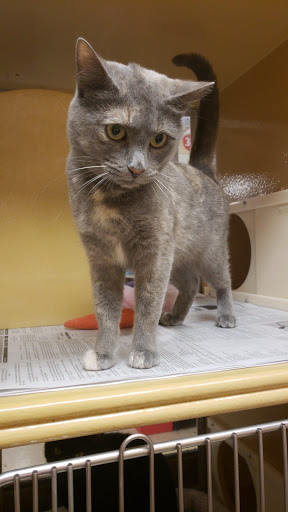 Pet Supply Store «PetSmart», reviews and photos, 5857 NJ-42, Turnersville, NJ 08012, USA