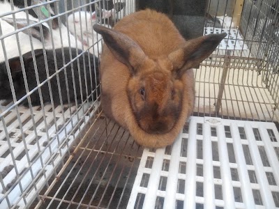 Photos of Vente et Elevage de Lapins
