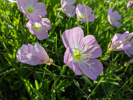 Municipality «Tall Grass Park», reviews and photos, 3512 Grassmere Rd, Naperville, IL 60564, USA