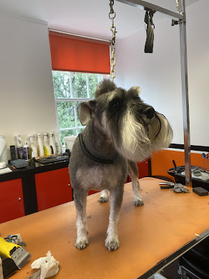 Joannes Dog & Cat Grooming Salon