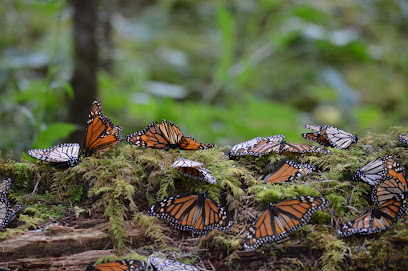 Reserva de la Biósfera Santuario Mariposa Monarca