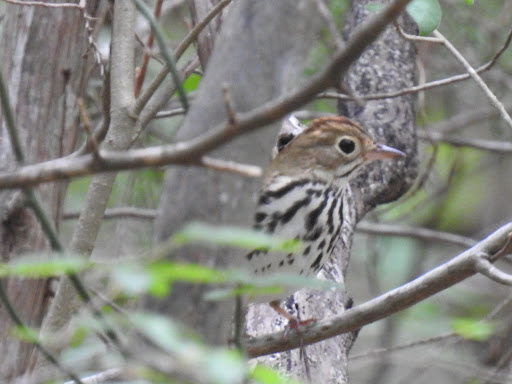 Nature Preserve «Warbler Woods», reviews and photos, 19349 Old Wiederstein Rd, Cibolo, TX 78108, USA