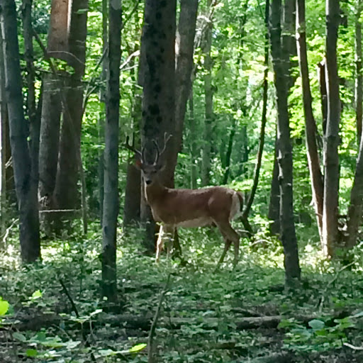 Park «Fairland Regional Park», reviews and photos, 13950 Old Gunpowder Rd, Laurel, MD 20707, USA