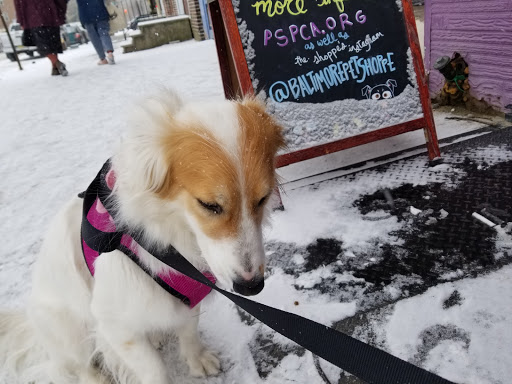 Pet Supply Store «Baltimore Pet Shoppe», reviews and photos, 4532 Baltimore Ave, Philadelphia, PA 19143, USA