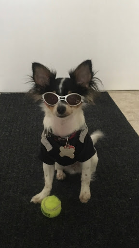 Primary Care Animal Hospital image