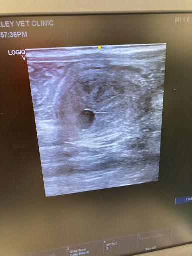 North Valley Veterinary Clinic