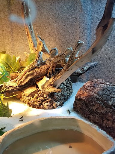 Pet Store «V.I. Pets», reviews and photos, 11975 E Lakewood Blvd, Holland, MI 49424, USA