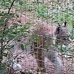 Photo n° 5 de l'avis de Muryel.i fait le 25/05/2022 à 17:25 pour Zoodyssée à Villiers-en-Bois