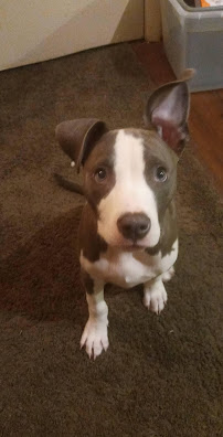 Best Pet Care Company - Photo 6 - Car repair in East Lansing, MI, Lansing