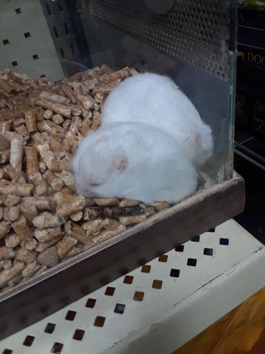 Pet Store «Pettin Place», reviews and photos, 1121 S Wells Ave, Reno, NV 89502, USA