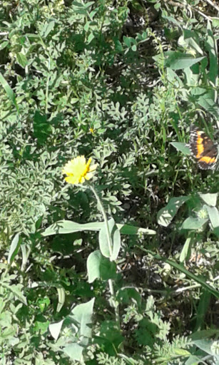 Car Dealer «Ingram Park Chrysler Jeep Dodge RAM», reviews and photos, 7000 NW Loop 410, San Antonio, TX 78238, USA