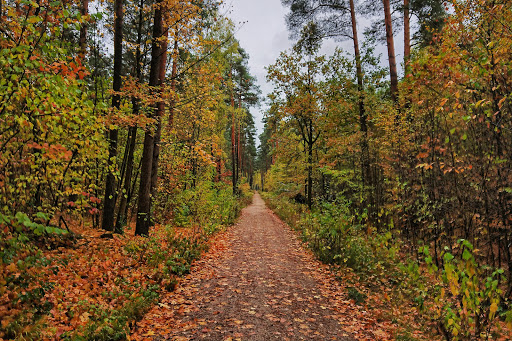 Sebalder Reichswald