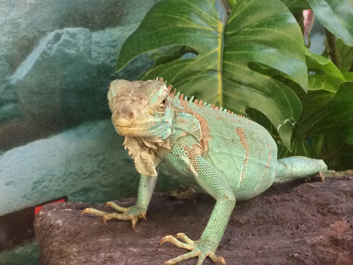 Pet Supply Store «Petco Animal Supplies», reviews and photos, 2204 Harlem Ave, North Riverside, IL 60546, USA