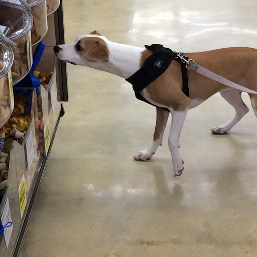 Pet Supply Store «Pet Supplies Plus», reviews and photos, 977 Atlantic Blvd, Atlantic Beach, FL 32233, USA