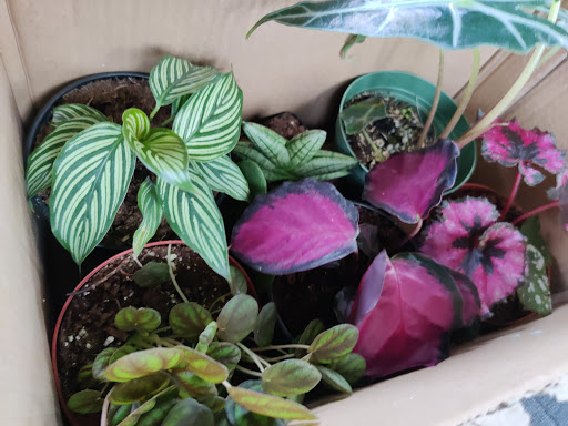 Florist «Edgewood Flowers», reviews and photos, 4927 S Orange Ave, Orlando, FL 32806, USA