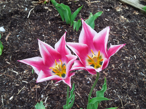 Park «West Hills County Park», reviews and photos, Sweet Hollow Rd, Melville, NY 11747, USA