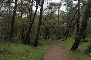 Naaldenveld openbaar bos image