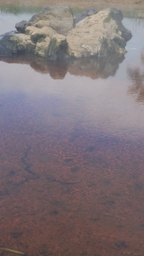 Tourist Attraction «Old Faithful Geyser of California», reviews and photos, 1299 Tubbs Ln, Calistoga, CA 94515, USA