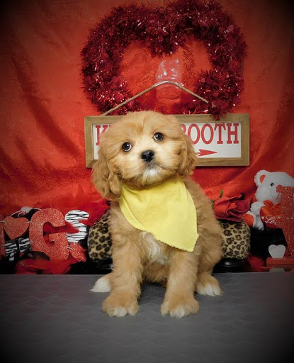 Pet Store «Pet Planet», reviews and photos, 11968 S Redwood Rd, Riverton, UT 84065, USA