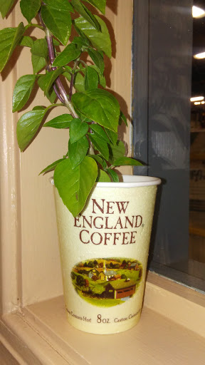 Coffee Store «New England Coffee», reviews and photos, 100 Charles St, Malden, MA 02148, USA
