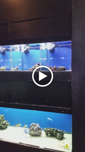 Aquarium «Aquarium World», reviews and photos, 13157 Northwest Fwy, Houston, TX 77040, USA