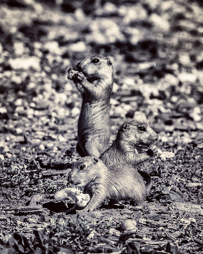 Wildlife Park «Prairie Dog Town», reviews and photos, MacKenzie Park Rd, Lubbock, TX 79401, USA