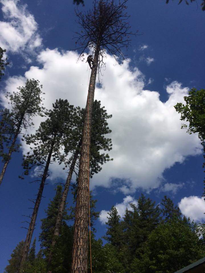 Johns Tree Services