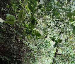 Nungnung Waterfall Carpark photo