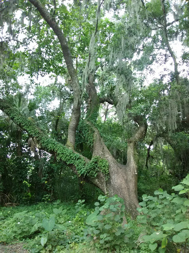 Park «Davis Park», reviews and photos, 612 N Parsons Ave, Brandon, FL 33510, USA