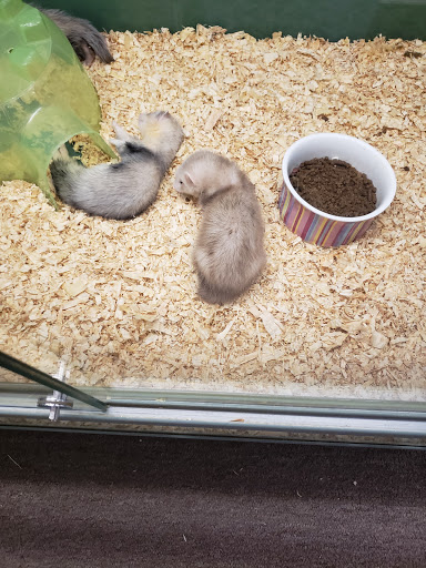 Pet Store «Lake City Pets and Supplies & Grooming», reviews and photos, 1101 US-90, Lake City, FL 32055, USA