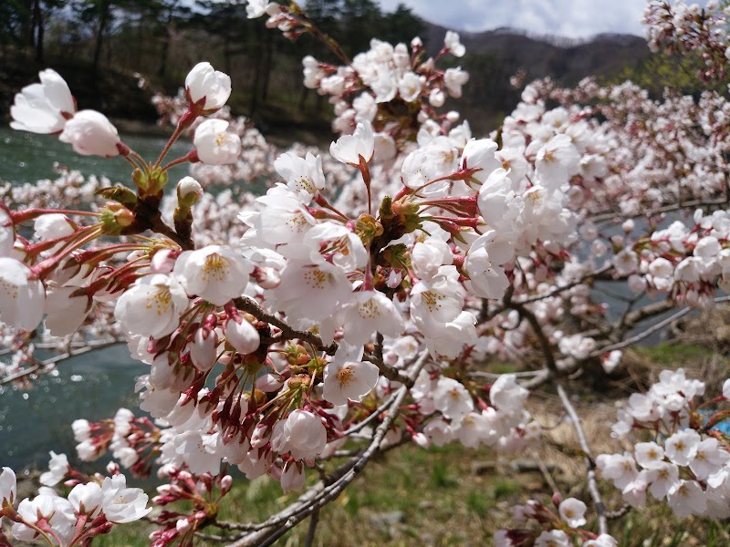 石割り桜