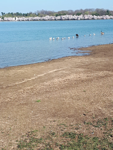 Monument «Thomas Jefferson Memorial», reviews and photos, 701 E Basin Dr SW, Washington, DC 20242, USA