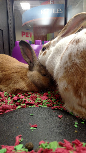 Pet Supply Store «PetSmart», reviews and photos, 466 S Watson Rd, Buckeye, AZ 85326, USA